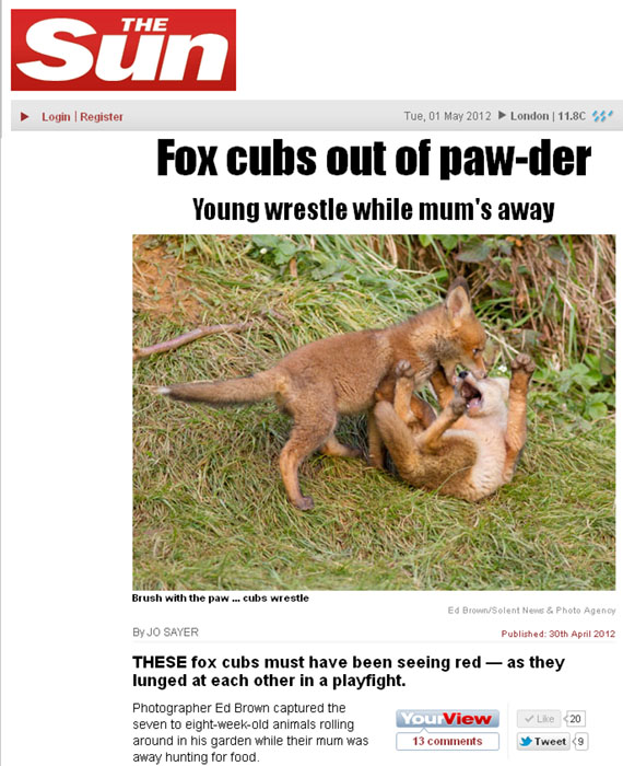 Fox cubs play fighting