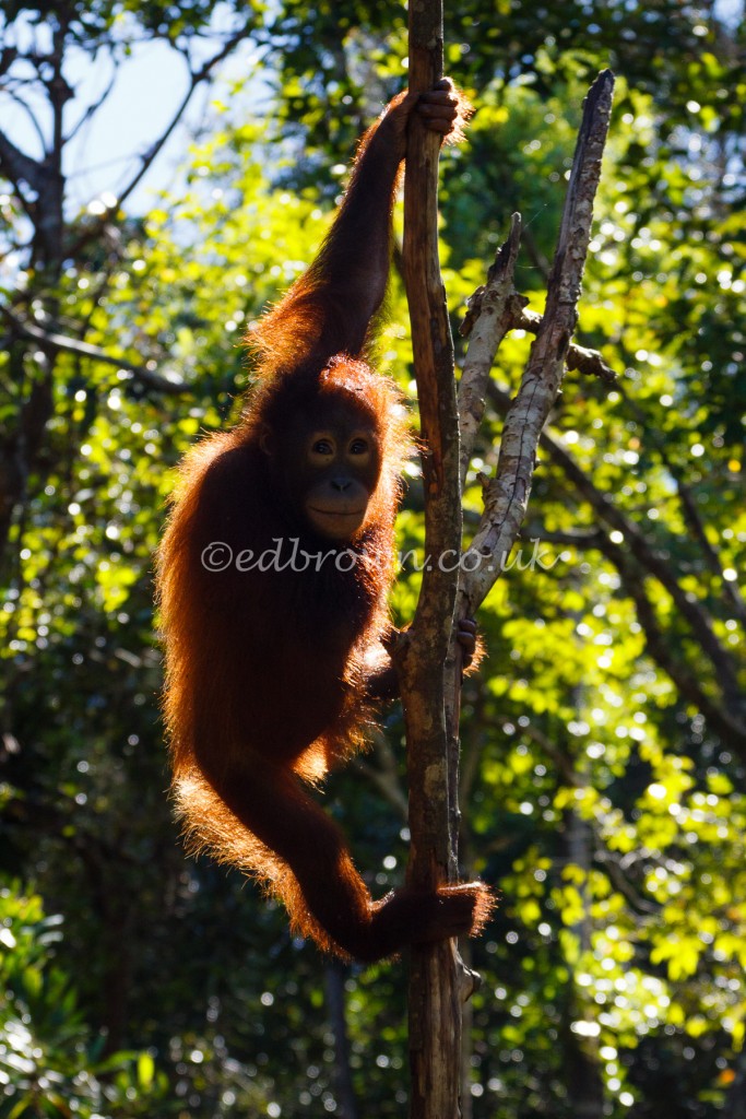 Young Orangutan, Borneo