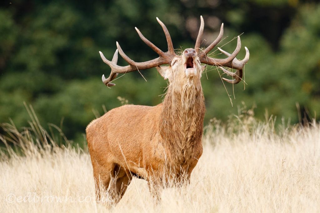 EWB Red deer stags bellowing 6