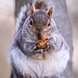Grey squirrel eating a walnut