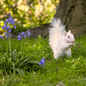 Albino squirrel with Bluebells print, photographed during spring in Eastbourne, UK