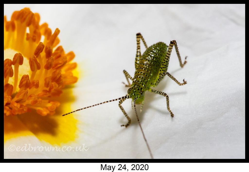 Covid-19 lockdown garden species project - Speckled bush cricket
