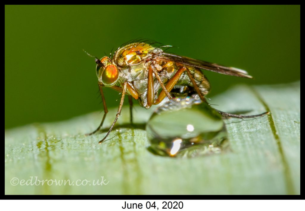 Covid-19 lockdown garden species project - Poecilobothrus nobilitatus fly