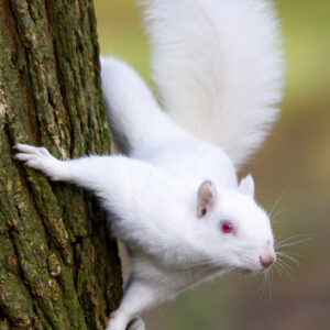 Albino squirrel in a tree wildlife photography print
