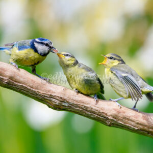 Blue tit fledglings mounted wildlife photograph