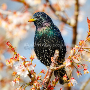 Starling in Cherry blossom wildlife photography print