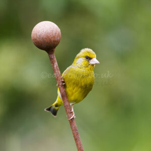 Greenfinch photograph. Printed at 9x6 inch and mounted to A4