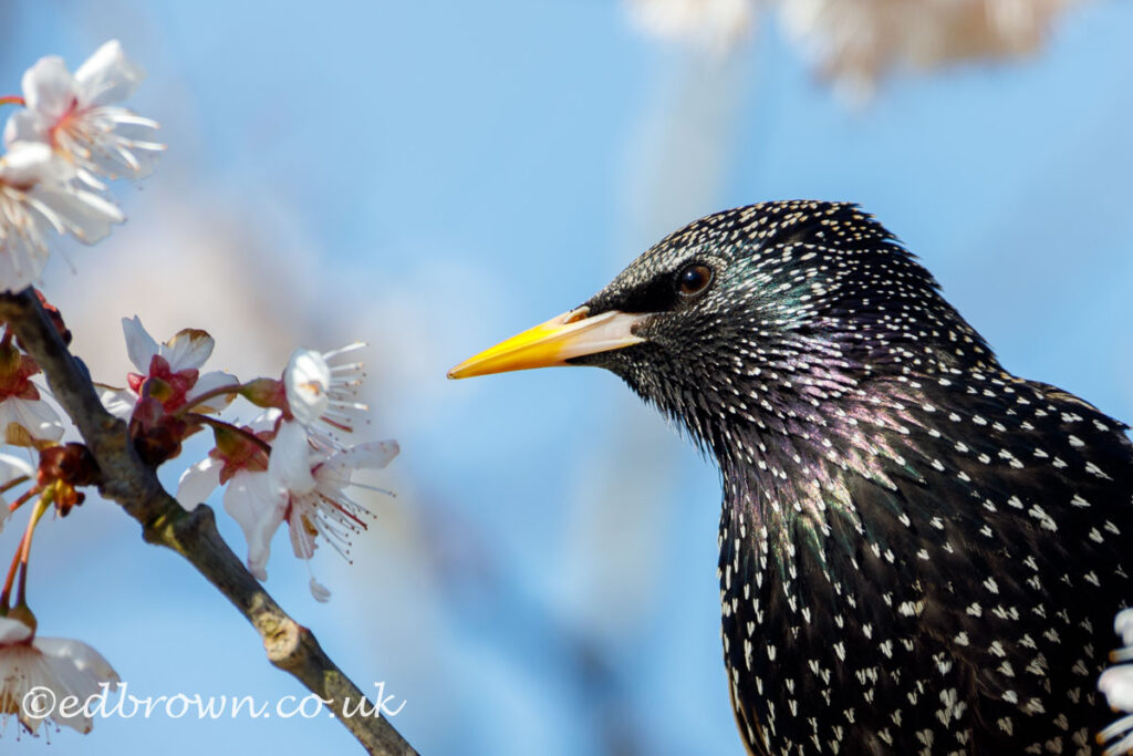 Starling among spring blossom on a Cherry tree