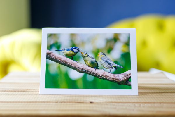 Blue tit fledglings bird greetings card, UK