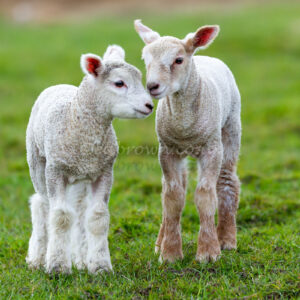 Photo print of 2 cute spring Lambs standing next to each other on green grass