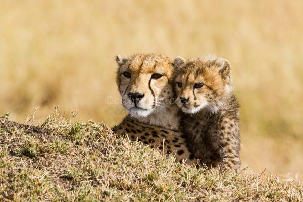 Print of a female cheetah and her cub keeping a look out, Masai Mara, Kenya, Africa