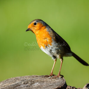 Print of a Robin (Erithacus rubecula) enjoys the morning sun in Sussex, UK