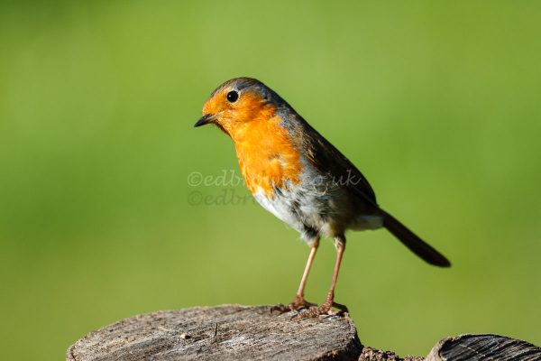 Print of a Robin (Erithacus rubecula) enjoys the morning sun in Sussex, UK