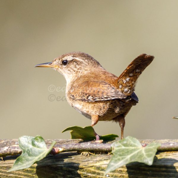 Wren print. A Wren perches on a fence with ivy leaves