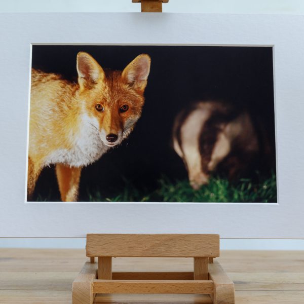 Photo print of a wild Fox and Badger together in the evening