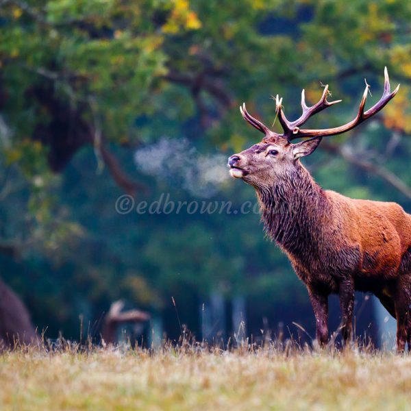 Red deer stag (cervus elaphus) with hot breath, Windsor Great Park, Berkshire,England,UK
