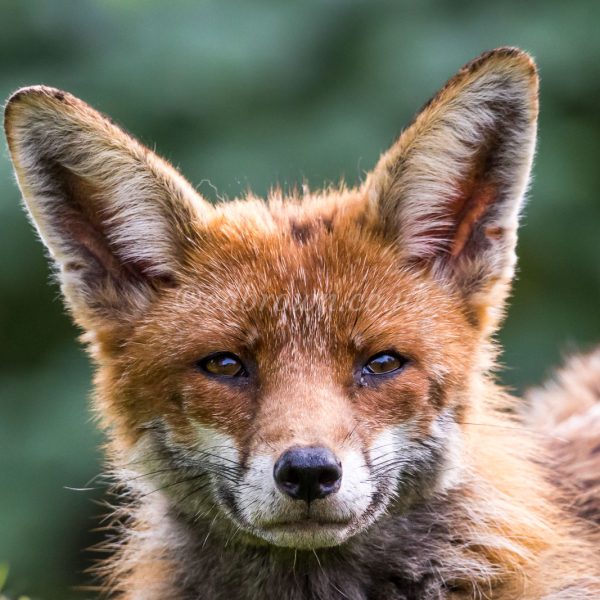 Fox print. Photograph of a wild Red fox vixen looking at the camera