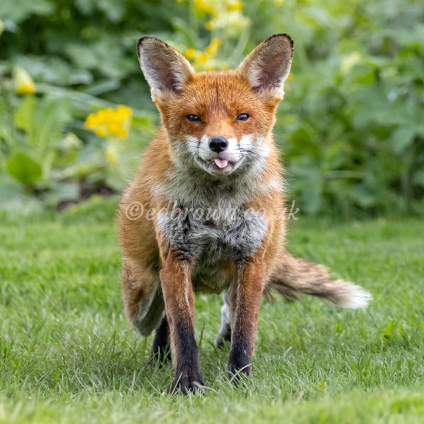 Red fox print. Fox is looking at the camera and sticking out its tongue, Sussex, UK