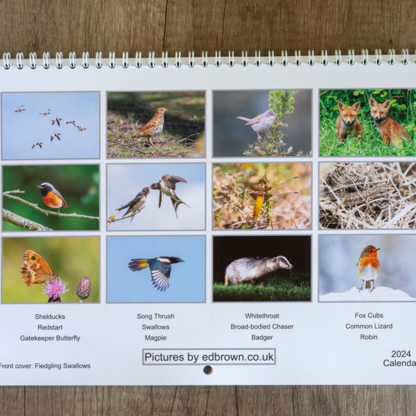 2024 calendar of British wildlife, A3 wall hanging showing the back cover with 12 pictures of animals, photography by Ed Brown