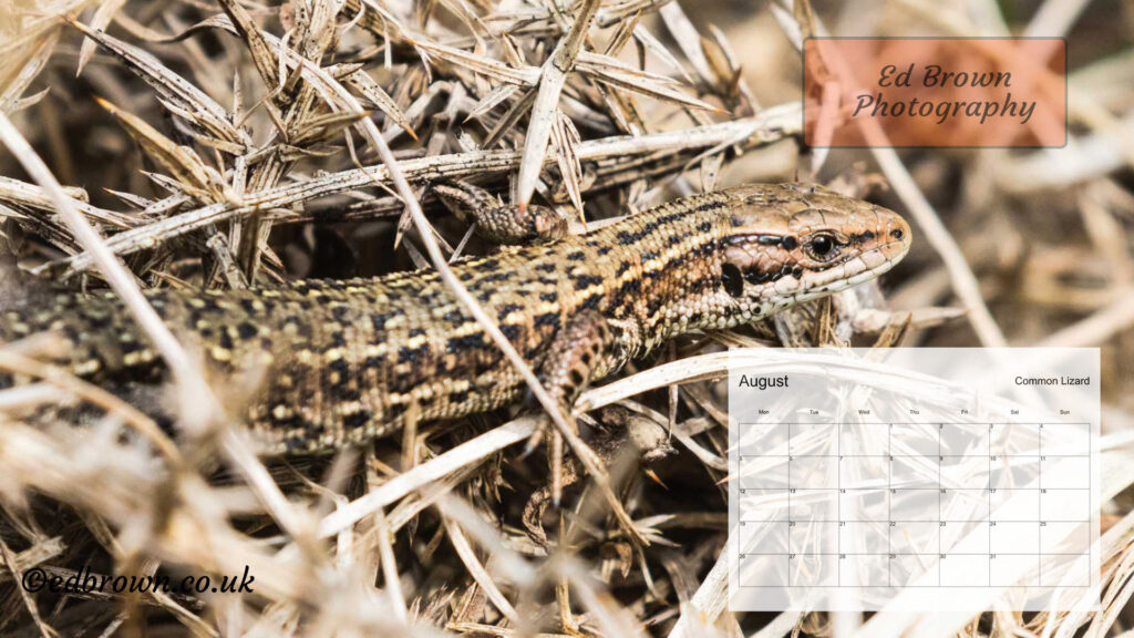 2024 desktop calendar august