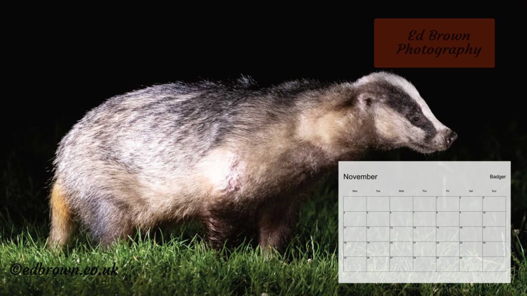 November 2024 desktop wallpaper calendar featuring a European Badger photograph taken at night