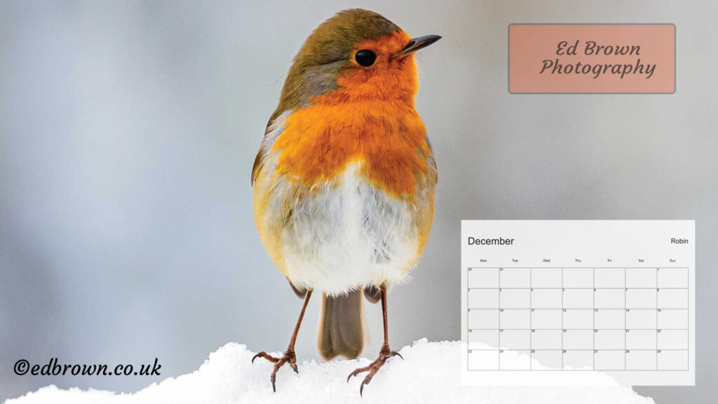 Cute Robin standing in the snow