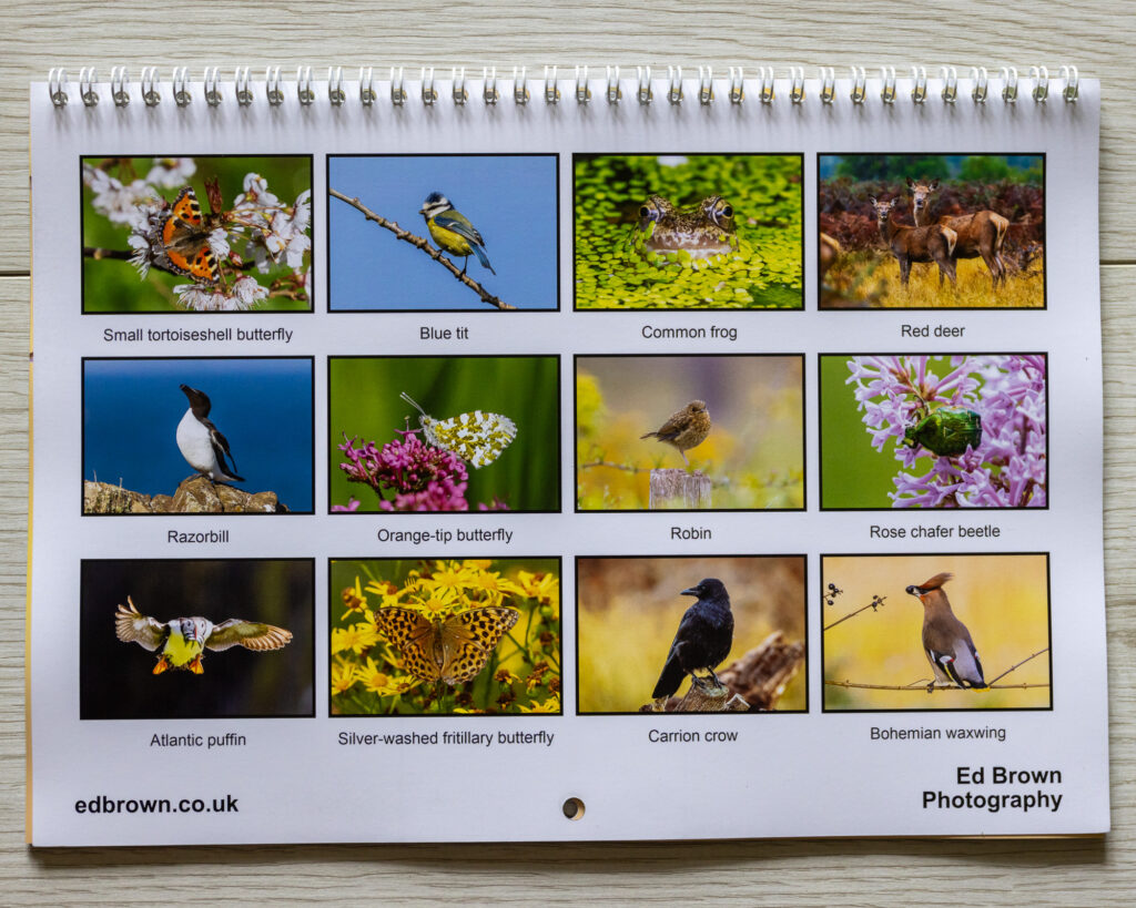 2025 British Wildlife Calendars 2 Back cover of a British wildlife 2025 Calendar by photographer Ed Brown
