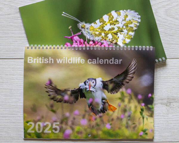 2025 calendar British wildlife wall hanging calendar featuring British wildlife by Photographer Ed Brown