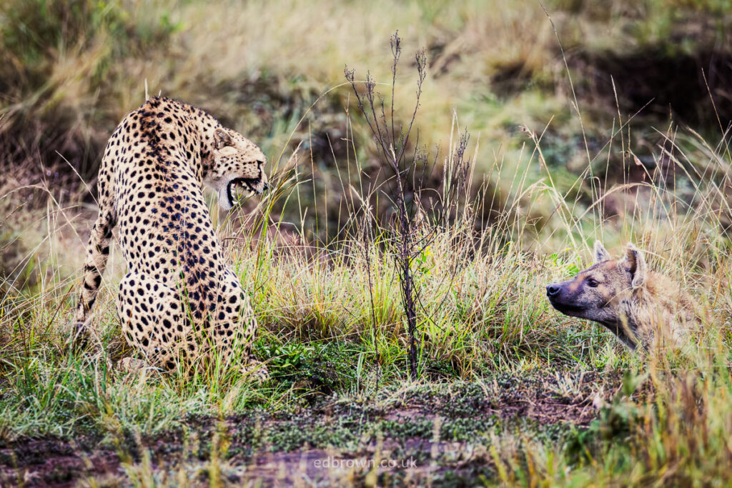 Cheetah and Hyena in the Masai Mara, Kenya