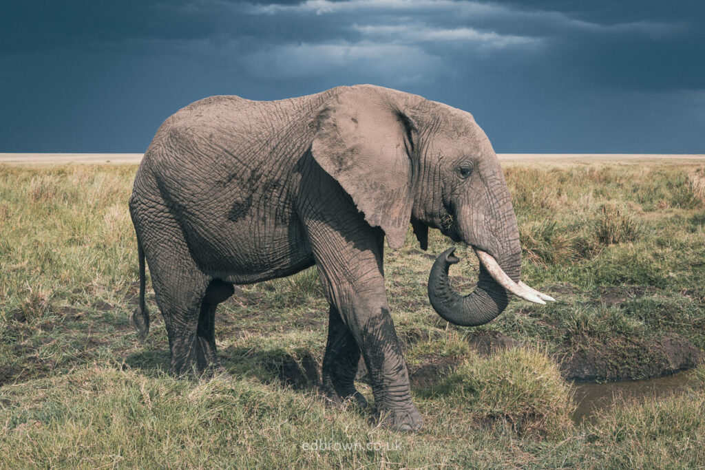 Elephant in the Masai Mara, Kenya