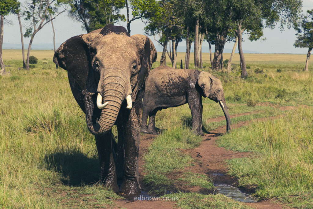 Elephants cooling off with water in the Masai Mara, Kenya