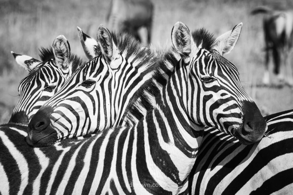 Zebras in the Masai Mara, Kenya