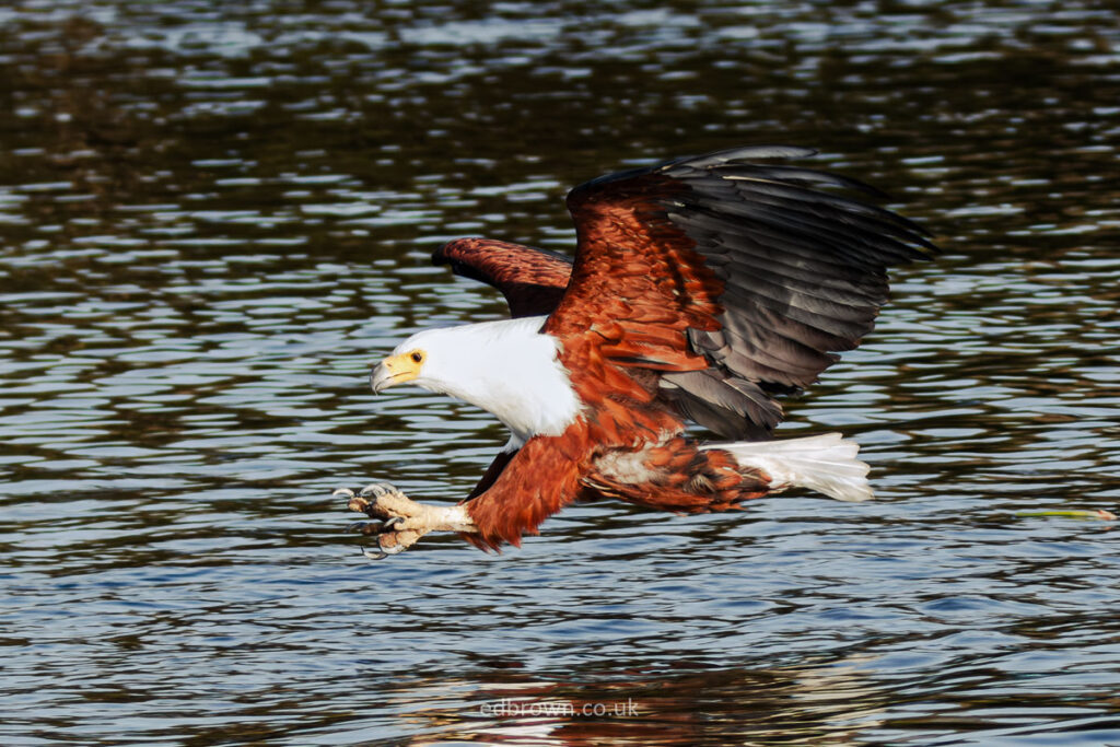 Fish eagle off Lake Naivasha, Kenya