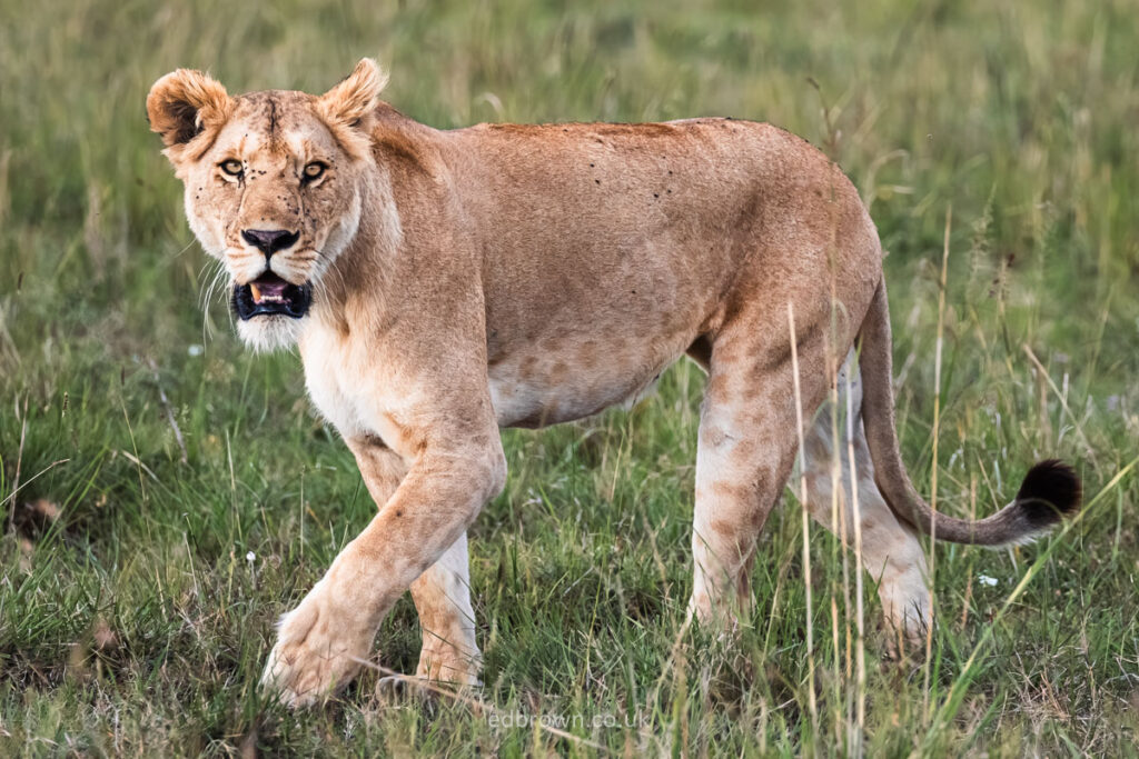 A Lion looks straight towards the photographer in the Masai Mara, Kenya