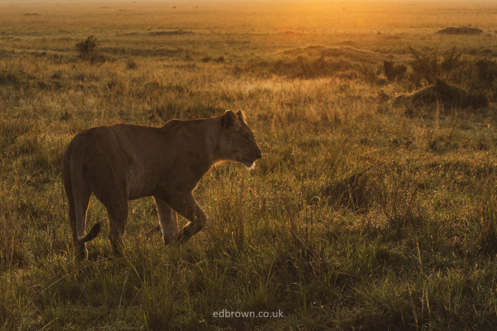 Lion at sunrise in the Masai Mara, Kenya