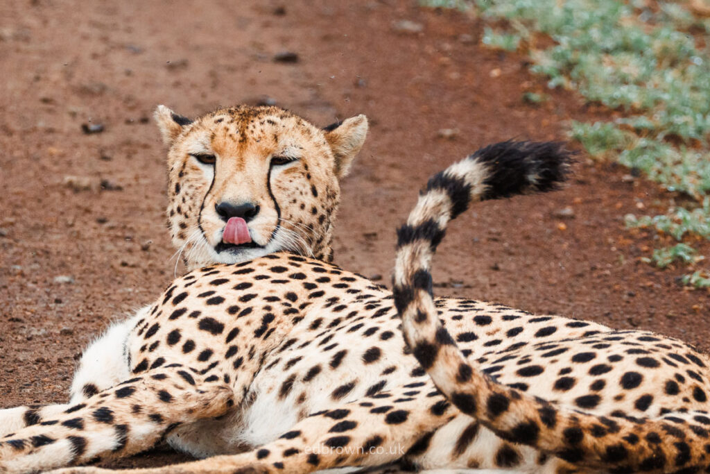 Cheetah with its tongue out in the Masai Mara, Kenya