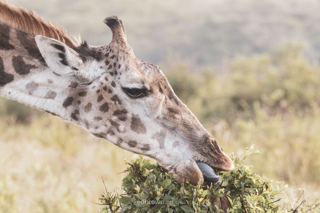 Giraffe eating leaves in the Masai Mara, Kenya