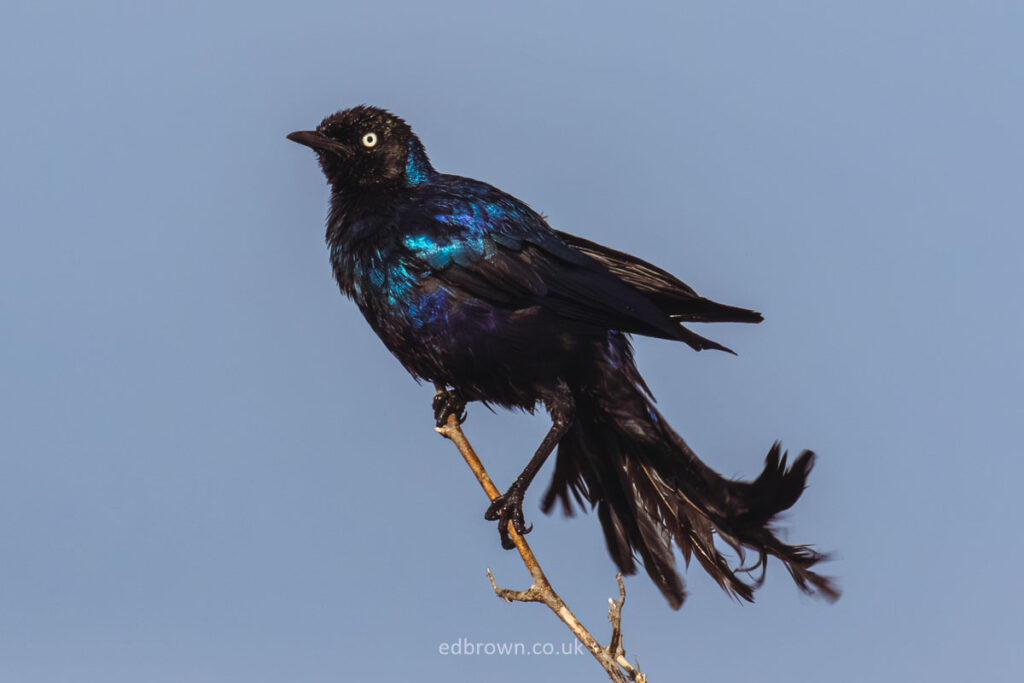 Rüppell's Starling in the Masai Mara, Kenya