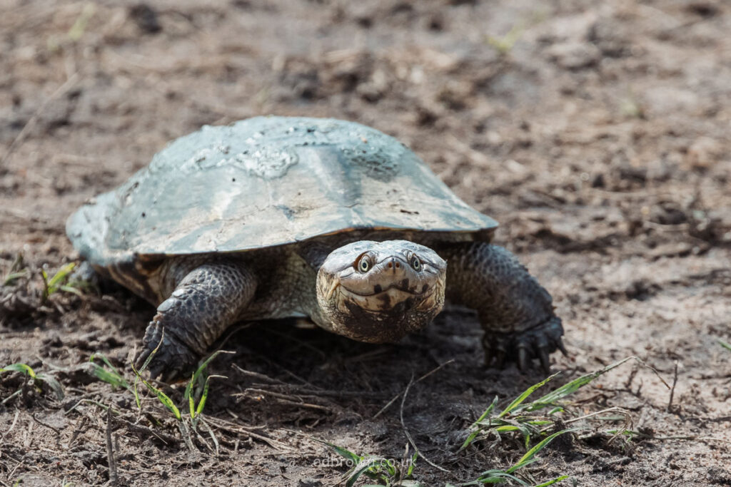 African helmeted turtle in the Masai Mara, Kenya