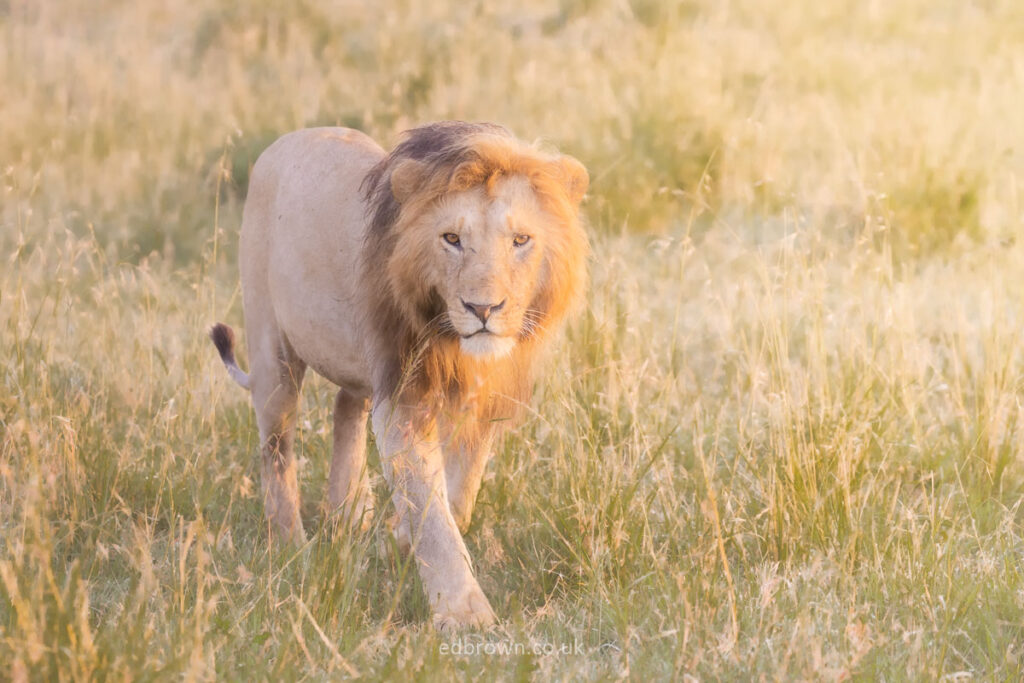 Lion walking at sunrise in the Masai Mara, Kenya